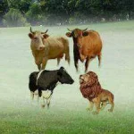 short_stories_threecows2.webp short_stories_threecows2.webp