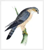 falcon-bird-in-a-branch.webp falcon-bird-in-a-branch.webp