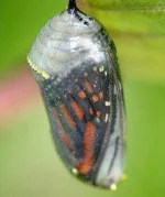 short_stories_butterflyandcocoon2.webp short_stories_butterflyandcocoon2.webp