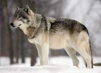 short_stories_wolfinsheepscloth2.webp short_stories_wolfinsheepscloth2.webp