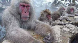 monkeys-in-winter-forest.webp monkeys-in-winter-forest.webp