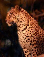 leopard.webp leopard.webp