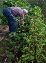 old-man-with-plants.webp