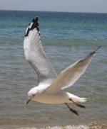 cMVvJiv.webp