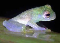 glass-frog.webp glass-frog.webp