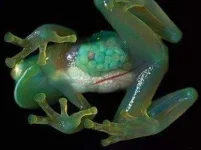 see-through-glass-frog.webp see-through-glass-frog.webp