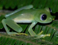 glass-frog-big-eyes.webp glass-frog-big-eyes.webp