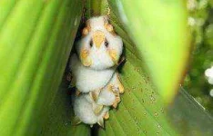 Honduran-White-Bat-300x193.webp