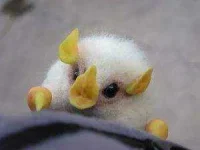 Honduran-White-Bat-Pictures-300x225.webp