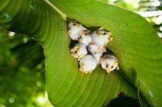 Honduran-White-Bat-Images-300x199.webp