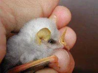 Baby-Honduran-White-Bat-300x225.webp