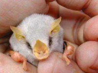 Honduran-White-Bat-Pet-300x225.webp