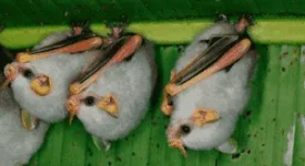 Honduran-White-Bats-300x164.webp