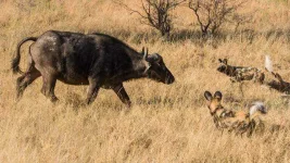 buffalo-and-wild-dog.webp buffalo-and-wild-dog.webp