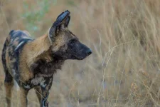 wild-dog1.webp wild-dog1.webp