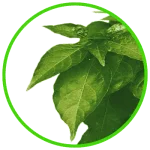 chillileaves.webp chillileaves.webp