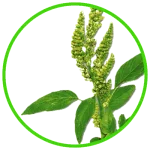 pigweed.webp pigweed.webp