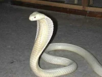 albino-cobra.webp albino-cobra.webp