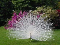 albino-peacock.webp albino-peacock.webp