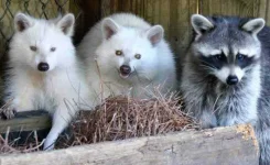 albino-racoons.webp albino-racoons.webp