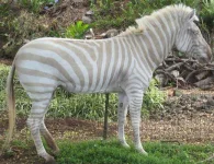 albino-zebra.webp albino-zebra.webp
