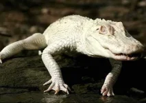 albino_alligator_02.webp albino_alligator_02.webp