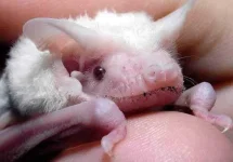 albino_bat.webp albino_bat.webp