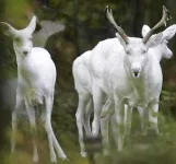 albino_deer_02.webp albino_deer_02.webp