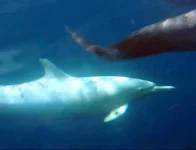 albino_dolphin_01.webp albino_dolphin_01.webp