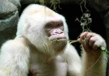 albino_gorilla.webp albino_gorilla.webp
