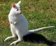 albino_kangaroo_01.webp albino_kangaroo_01.webp