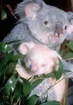 albino_koala.webp albino_koala.webp