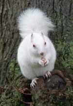 albino_squirrel.webp albino_squirrel.webp