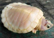 albino_turtle.webp albino_turtle.webp