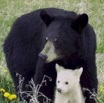 black-bear-cub.webp black-bear-cub.webp