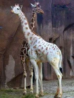 giraffe-missing-spots.webp giraffe-missing-spots.webp