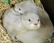 otters.webp otters.webp
