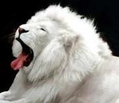 white-lion.webp white-lion.webp