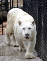 white-tiger.webp white-tiger.webp