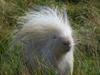crested-porcupine-albino-face-london-blondie.webp crested-porcupine-albino-face-london-blondie.webp