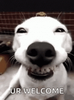 giphy.gif