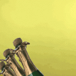 giphy.gif