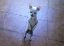 200.gif