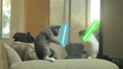 100.gif