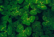 HD-wallpaper-clover-leaves-charm-good-luck-green-leaf-luck-lucky.webp