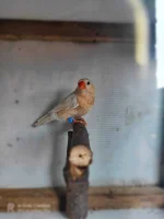 IMG_20210703_212047.webp