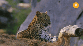 63e341451f9cfee779f132f80f942dd6.gif