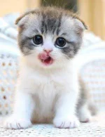 images.webp