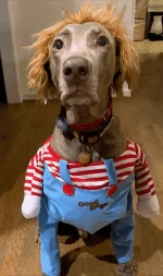 aso.webp
