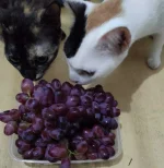 IMG_20210918_183054.webp